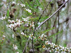Leptospermum liversidgei