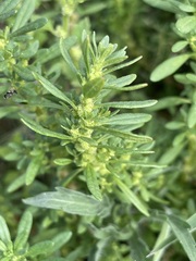 Dysphania glomulifera