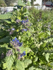 Borago