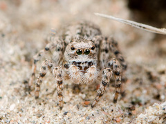 Aelurillus dubatolovi