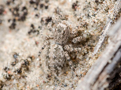 Aelurillus dubatolovi