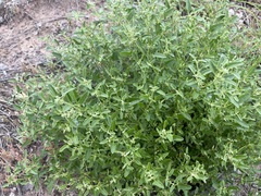 Chenopodium polygonoides