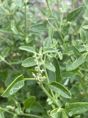Chenopodium polygonoides