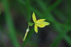 Tricoryne anceps