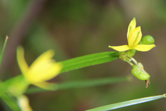 Tricoryne anceps