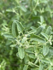 Chenopodium polygonoides