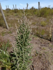 Pterocaulon balansae