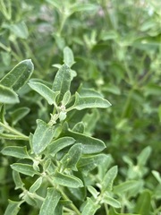 Chenopodium polygonoides