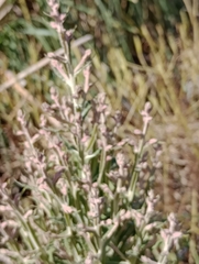 Pterocaulon balansae