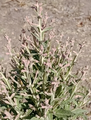 Pterocaulon balansae