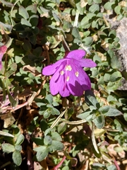 Epilobium obcordatum