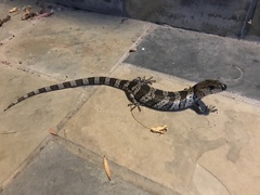 Cyclodomorphus gerrardii