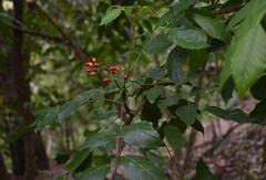 Micromelum minutum