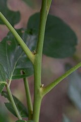Micromelum minutum