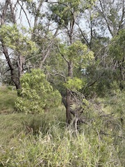 Eremophila mitchellii