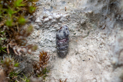 Chondrina kobelti