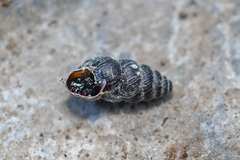Chondrina kobelti