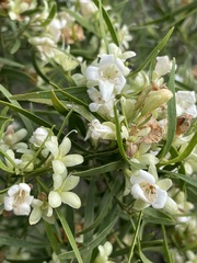 Eremophila mitchellii