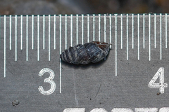 Chondrina kobelti