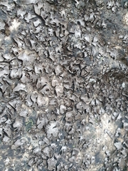 Umbilicaria hirsuta