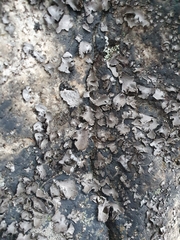 Umbilicaria hirsuta