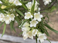 Eremophila mitchellii