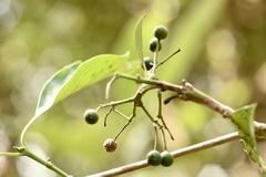 Pavetta hongkongensis