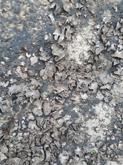 Umbilicaria hirsuta