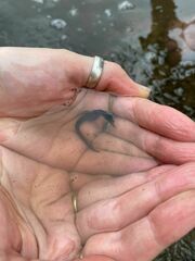 Hippocampus capensis