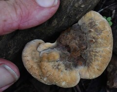 Phylloporia