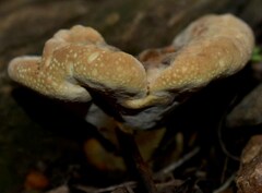 Phylloporia