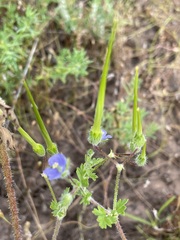 Erodium crinitum