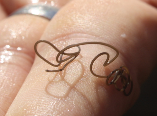 Nematomorpha
