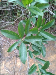 Photinia wrightiana