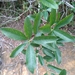 Photinia wrightiana - Photo (c) takumizuno,  זכויות יוצרים חלקיות (CC BY-NC)