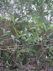 Photinia wrightiana