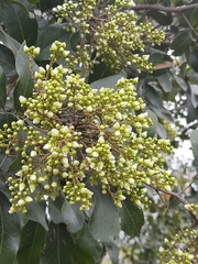Sapindus emarginatus
