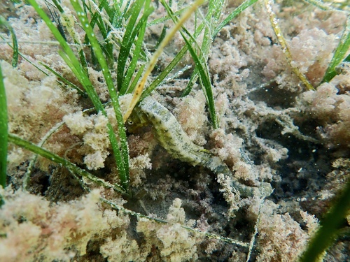 Knysna-zeepaardje (Hippocampus capensis) — Syngnathidae — 4