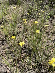 Goodenia fascicularis