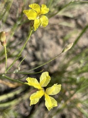 Goodenia fascicularis