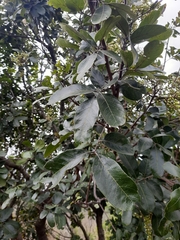 Sapindus emarginatus