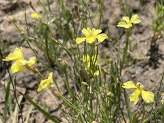 Goodenia fascicularis