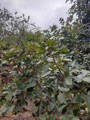 Sapindus emarginatus