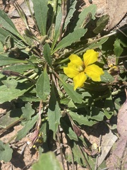 Goodenia glabra
