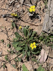 Goodenia glabra