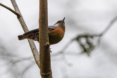 Sitta europaea caucasica