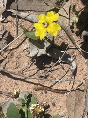 Goodenia glabra