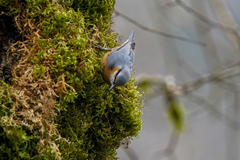 Sitta europaea caucasica