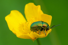 Cryptocephalus sericeus