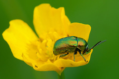 Cryptocephalus sericeus